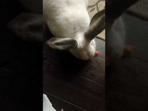 Beelzebub the bunny has a snack