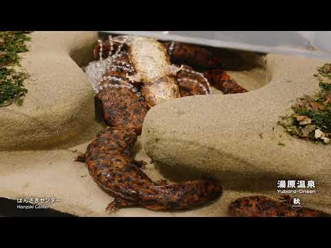 湯原温泉の秋