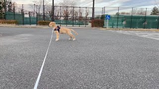 【Resolving lack of exercise】Golden Retriever Puppy Bisuke, I tried the telescopic lead