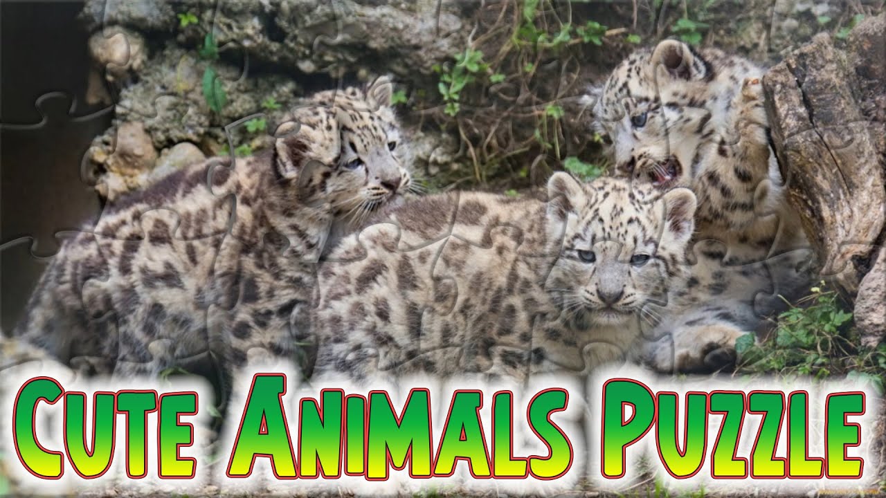 Snow Leopard Cubs #cuteanimalspuzzle #animalspuzzle #puzzleTOK
