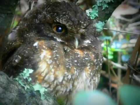 White-throated Screech-Owl — Megascops albogularis — Chingaza