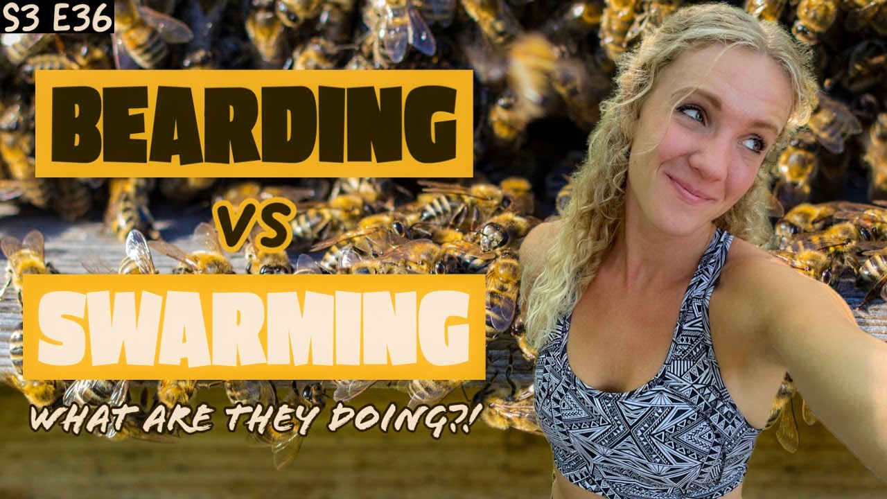 Are Your Bees Bearding Or Swarming??? Beekeeping 101 #beekeeping