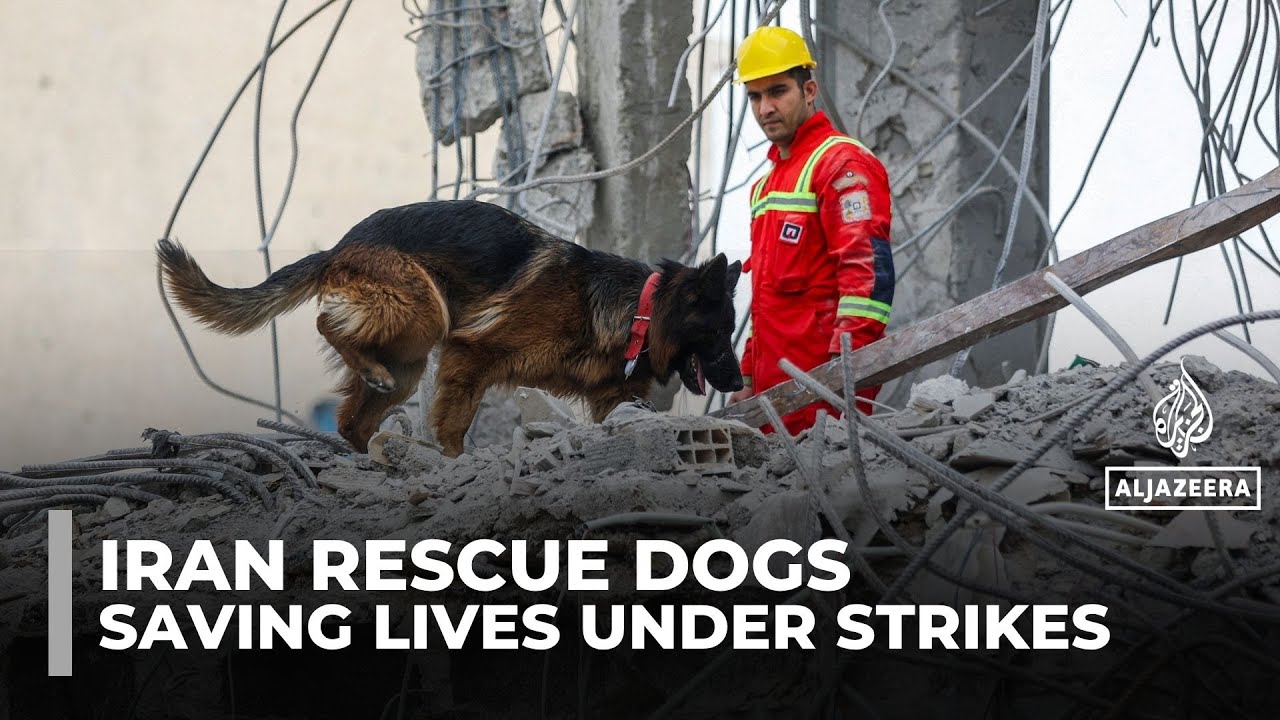 Iran’s brave rescue dogs hailed as heroes amid US–Israeli strikes