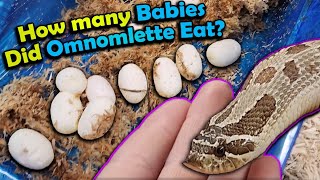 Our Cannibalistic Hognose Laid Eggs! by Snake Discovery