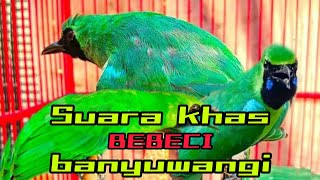 Download lagu Masteran CUCAK IJO BANYUWANGI (bebeci) sambung tembakan mp3