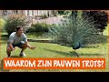 Wilde pauwen sneaken het vakantiehuisje in! | DierenpraatTV