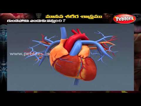Human Body - FAQ 1 - Telugu