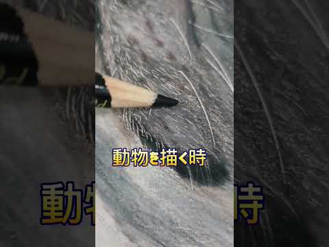 色鉛筆画で動物をリアルに描くコツ sonkan-art #shorts