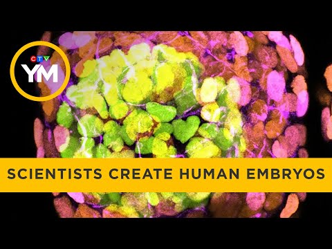 Scientists create human embryos from stem cells | Your Morning