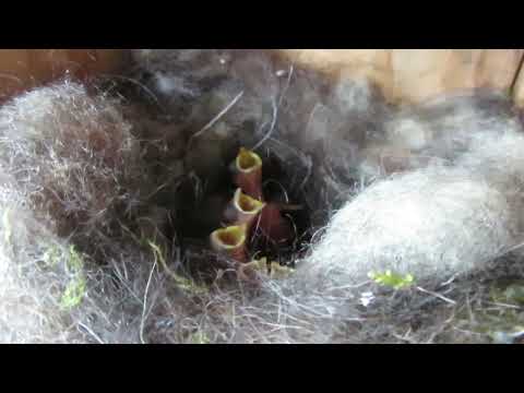 🇸🇪 Fågelholk 19 maj 2019