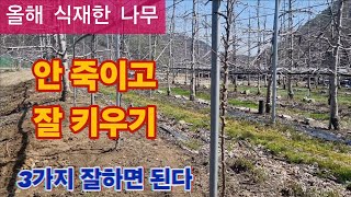 올해 식재한 사과나무 안 죽이고 잘 키우는 3가지 방법