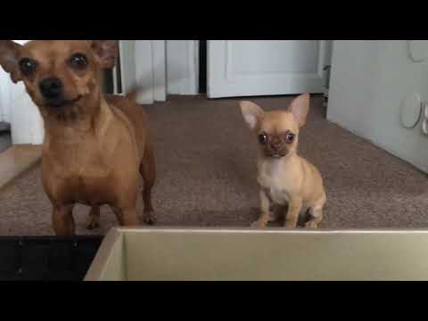 Roberto Delzanno Numismatik presenterar Gismo och Cleo