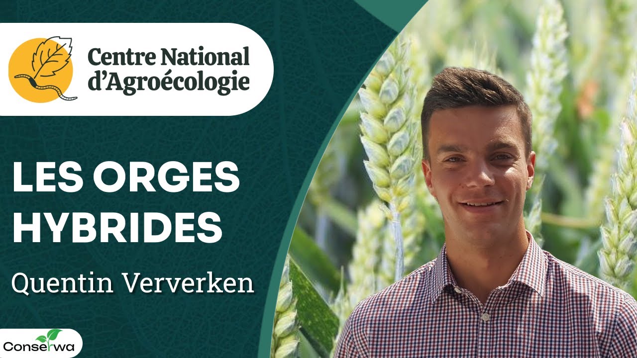Orge hybride : rusticité, résistance aux désherbages, retour sur investissement, Q. Ververken - CNA