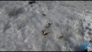 Рыбалка на реке кия хабаровский край