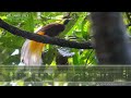 Bird-of-Paradise Sounds - The calls of Lesser Bird-of-Paradise in the New Guinea rainforest