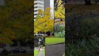 #shortvideo #shorts #newzealand #auckland #britomart #cruise