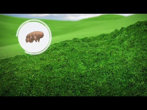 Tardigrades may be alive on moon following Beresheet crash landing