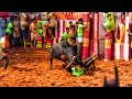Alanganallur Alanganallurjallikattu Jallikattu WhatsApp Status Jallikattu Video