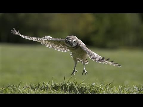 Bio-Inspired Design: Tapping the Silent Flight of Owls