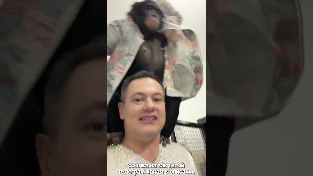 Что Происходит с Шимпанзе Перед Заключительным Выступлением в Алматинском ?