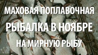 Ловля плотвы на маховую удочку осенью