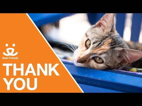 Save the lives of animals in our Nation's shelters - GlobalGiving