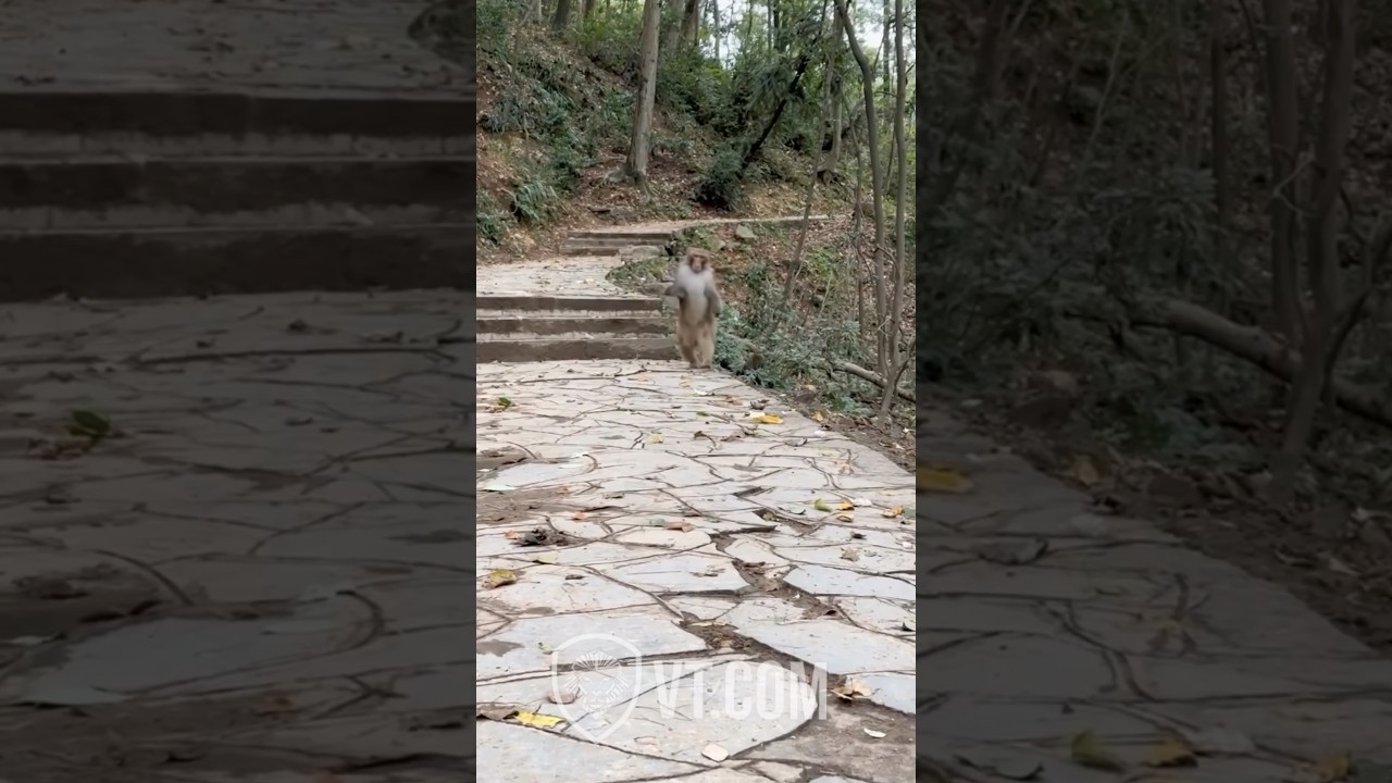 Monkey Finds Out Girlfriend Is Pregnant and Runs for His Life 😂🐒💨