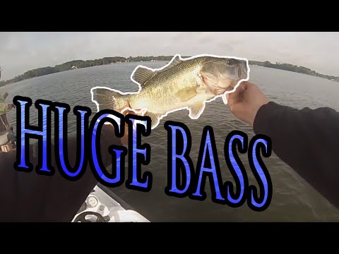 Catching GIANTS During The Herring Spawn (Crazy!) Bass Fishing Lake Murray 2019