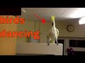 Birds Dancing To Music