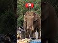 Munnar PADAYAPPA On Rampage Mode Subscribe Shorts Viral Elephant Kerala Munnar India