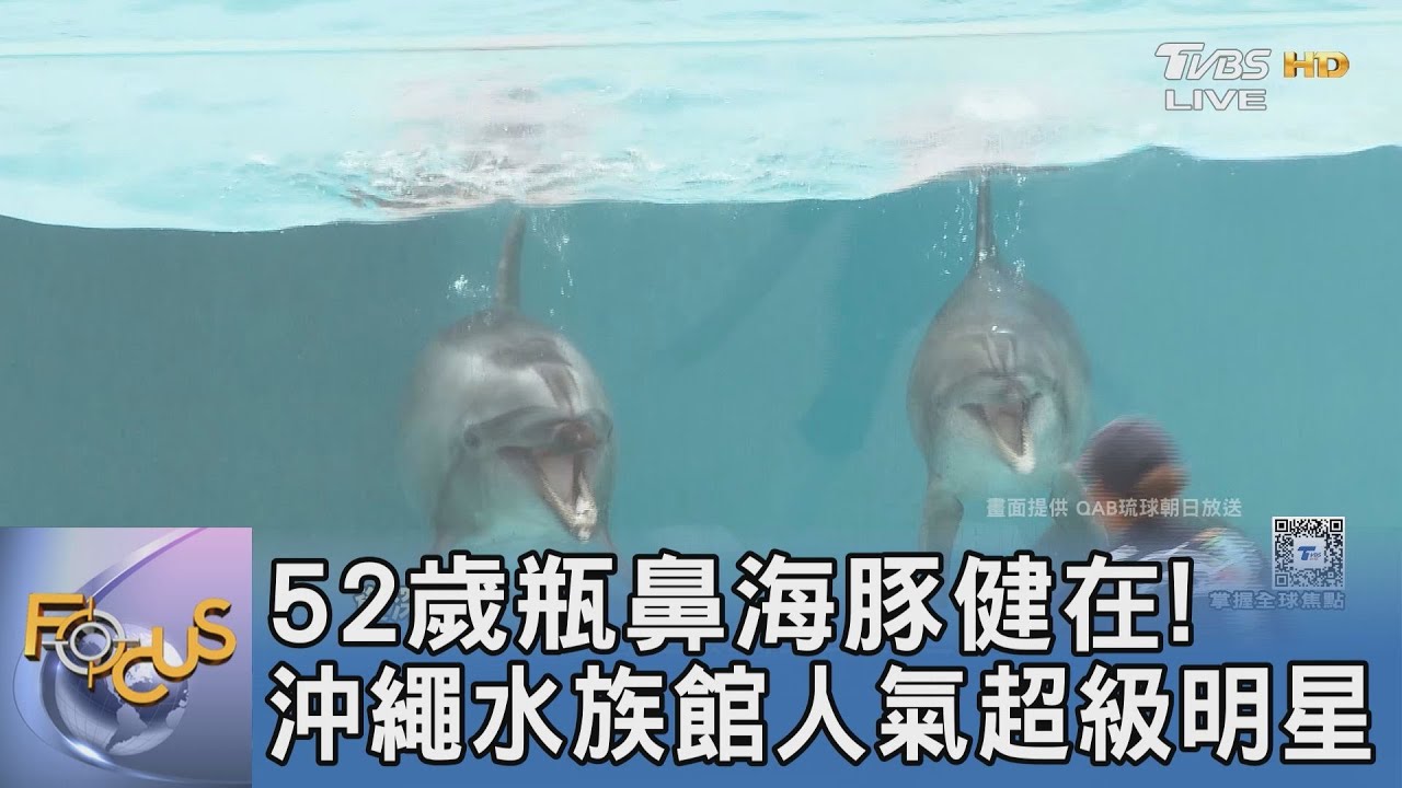 52歲瓶鼻海豚健在!沖繩水族館人氣超級明星