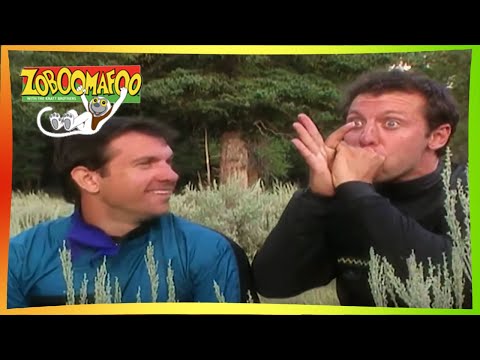 🐒Zoboomafoo 125 - Great Singers | HD | Full Episode 🐒🐦