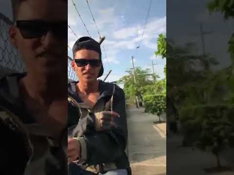 Pabon cada día Freestyle