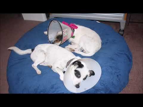 Gillian - 17 lbs. - Watch my Video!, an adopted Border Collie & American Eskimo Dog Mix in Pasadena, CA_image-1