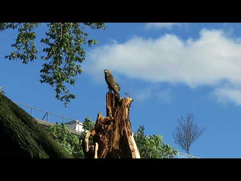 Red-tailed hawk poses on storm-damaged tree in Tompkins Square Park, NYC