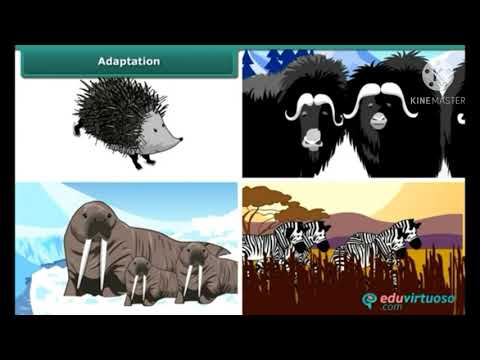 Science, ch 9 "The living organisms and their surroundings" , class VI, CBSE, Adaptation & Habitats