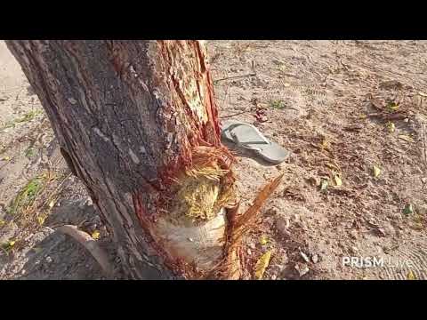 Assunção Do Piauí