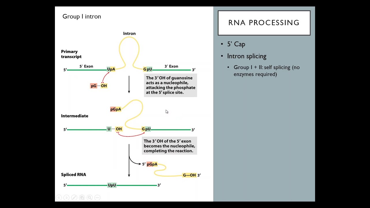 OSSM Biochem Chapter 26 - RNA Processing