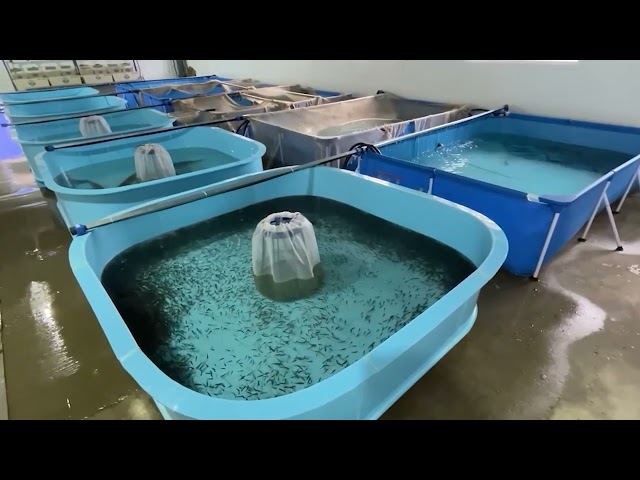 В водоёмы Приангарья выпустили более одного миллиона мальков хариуса