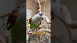 Sing Along with Kody the Cape Parrot