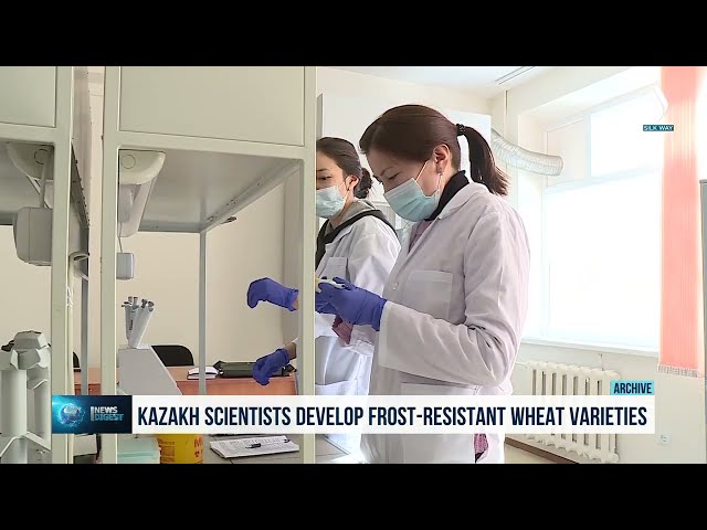 Казакстандык окумуштуулар буудайдын жаңы сортун чыгарышты