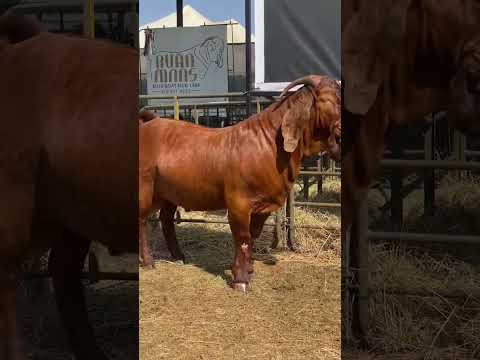 Raza Caprina Kalahari Red ❤️🐐#goats#shortsvideo
