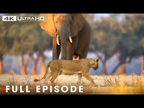 The Greatest Fights In The Natural World