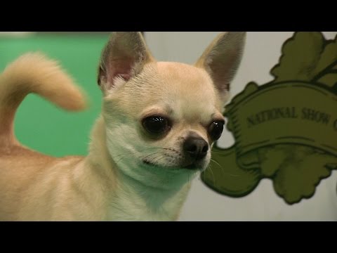 Around the Dog World - Birmingham National FULL (Episode 43)