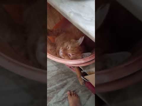 I was finding him from last half an hour and he was sleeping here...😐😐