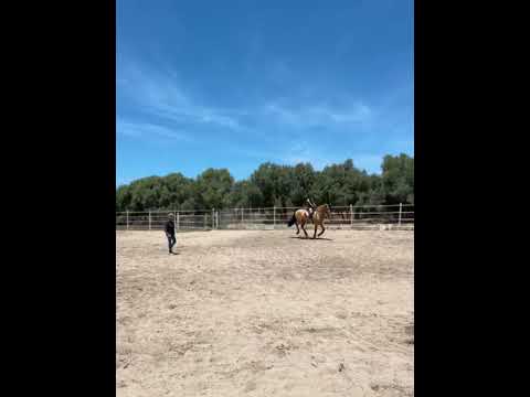 Talavante - Video 7 video thumbnail