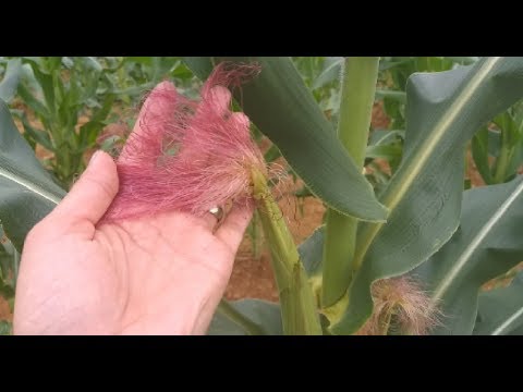 CABELO DE MILHO TEM MUITOS BENEFICIOS,CONHEÇA!