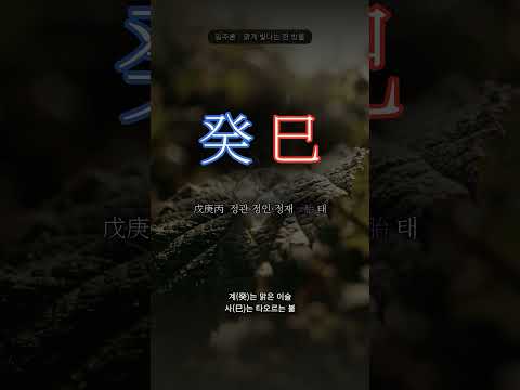뜨거운 볕에 마르는 이슬 | 계사(癸巳) 일주