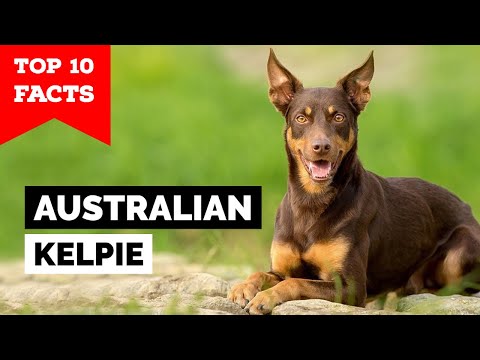 , title : 'Australian Kelpie - Top 10 Facts'