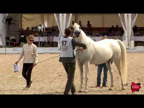 N.57 ECHO AURORA - Polish Nationals 2018 - 7-10 Years Old Mares (Class 8)